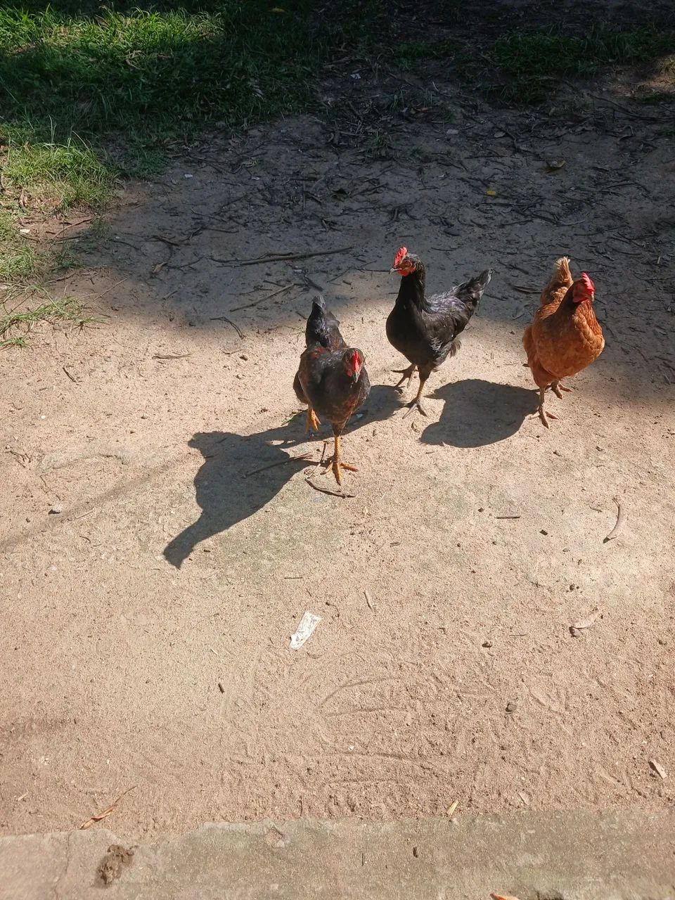 Frangos  - Foto 2