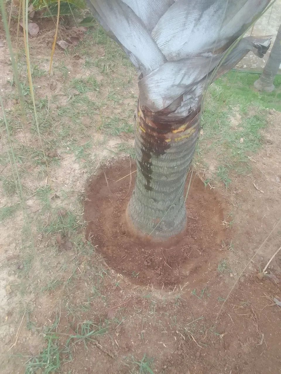 Mim ofereco como caseiro 