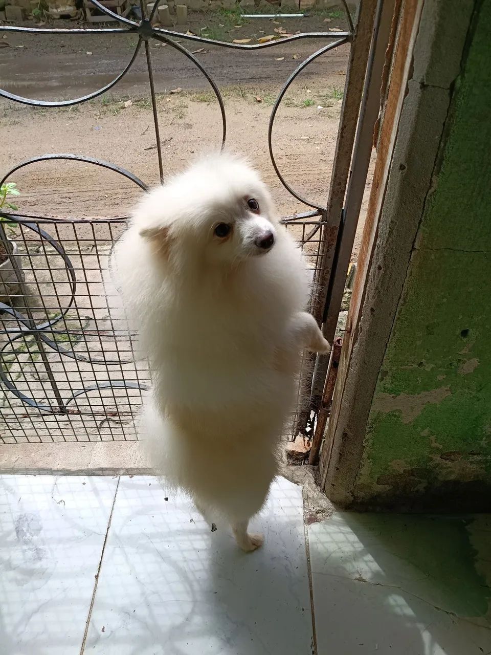 Spitz alemão macho  - Foto 3