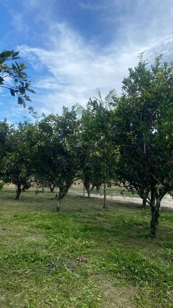 Terreno Frutifero  - Foto 3