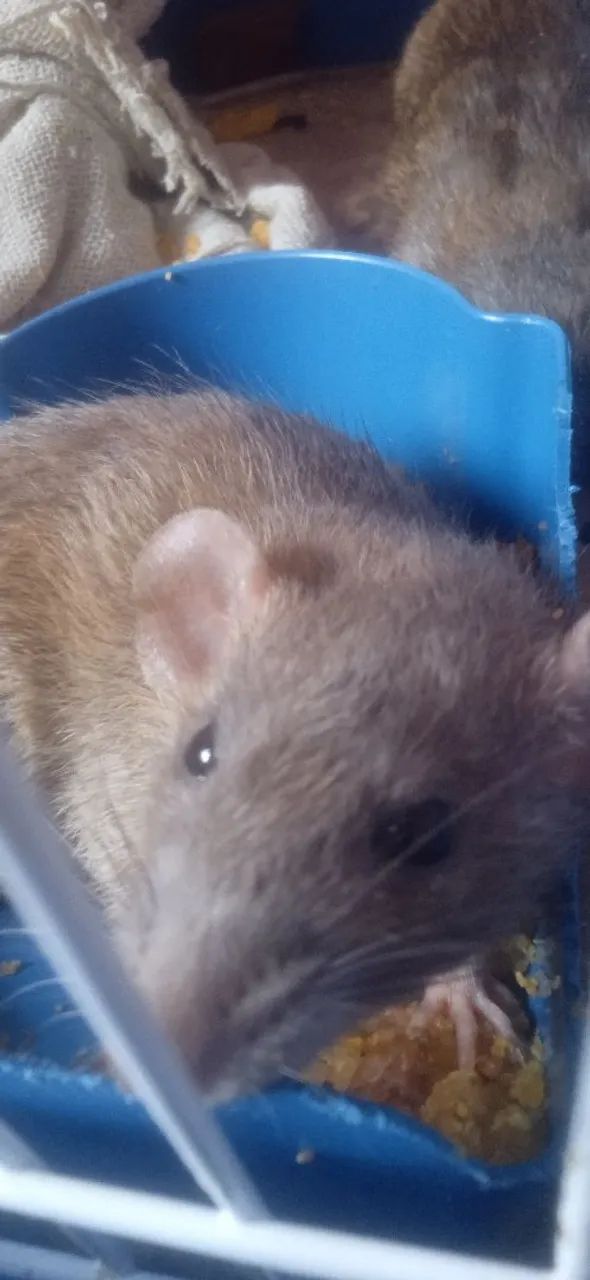 Rato Twister/Dumbo - Foto 5