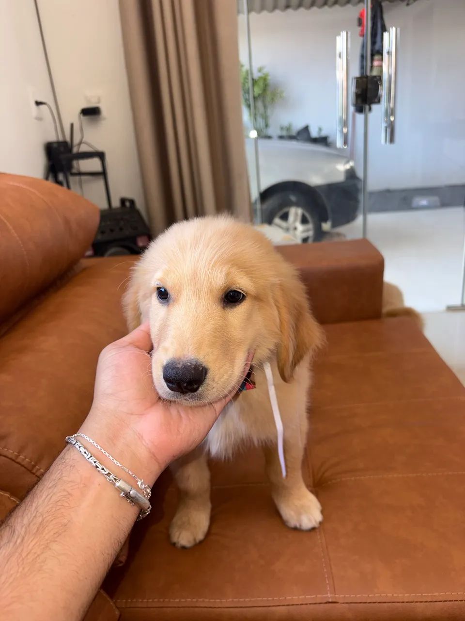 Golden retriever  - Foto 5