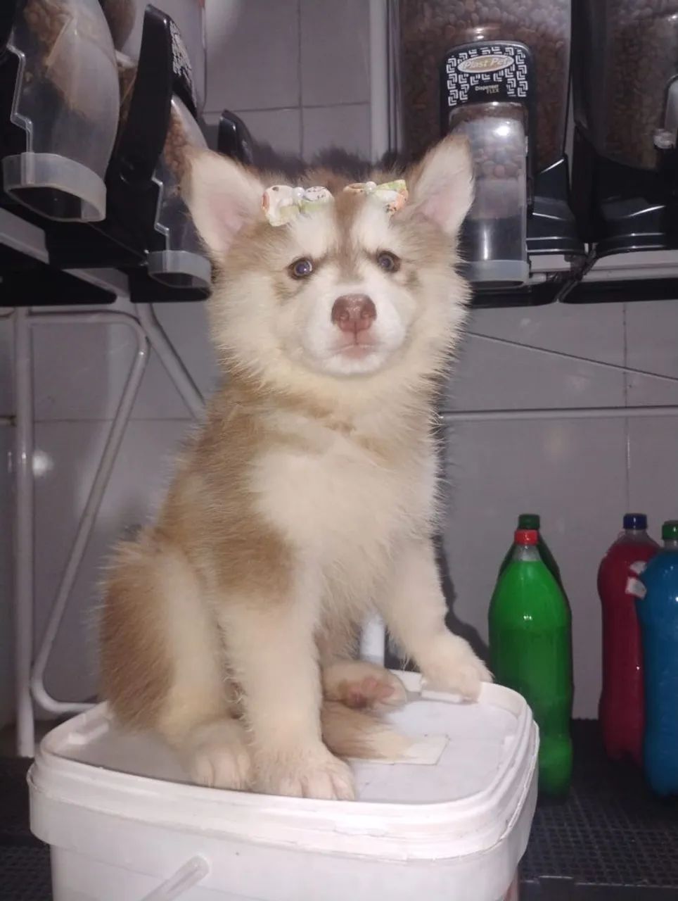 Husky Sibériano  - Foto 4