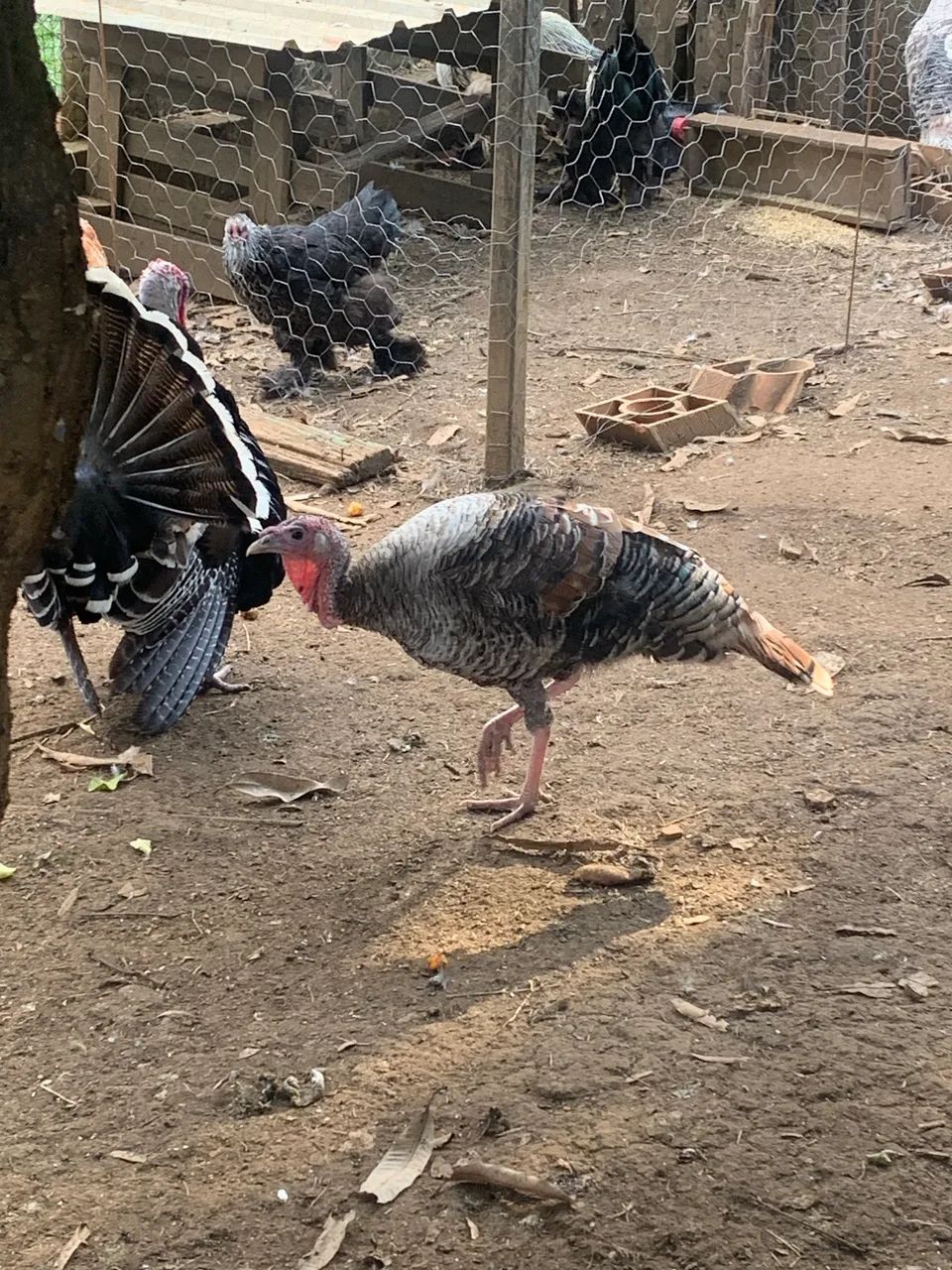 Peru macho  - Foto 2