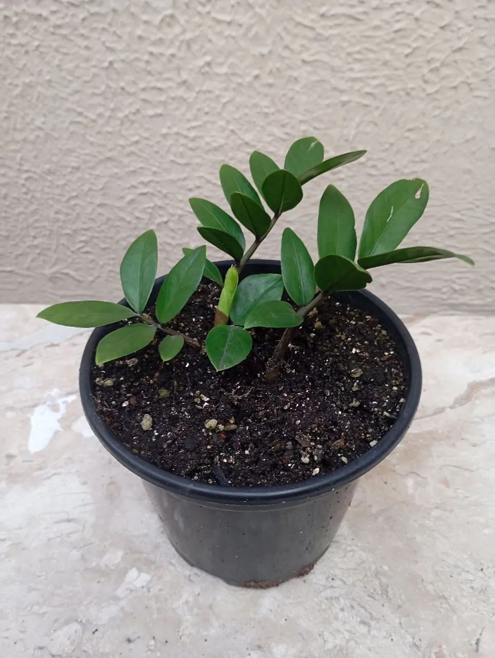  Vende muda de zamiocuca  - Foto 4