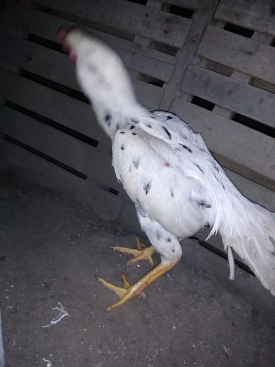 Galo Indio  - Foto 2
