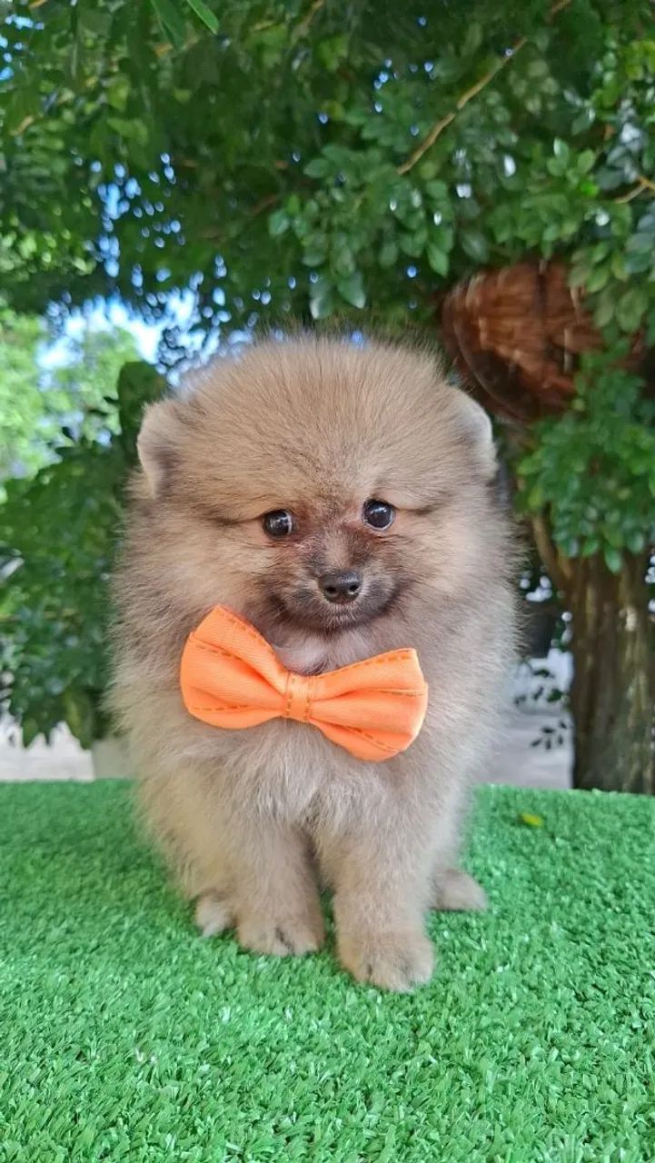 LuluPomerania  - Foto 5