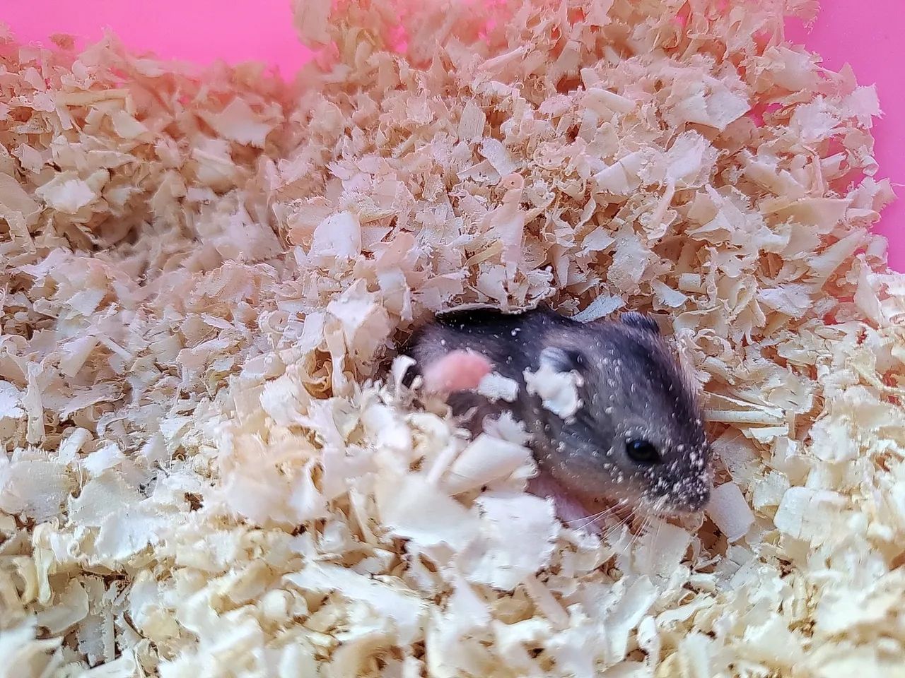Hamster anão russo  - Foto 5