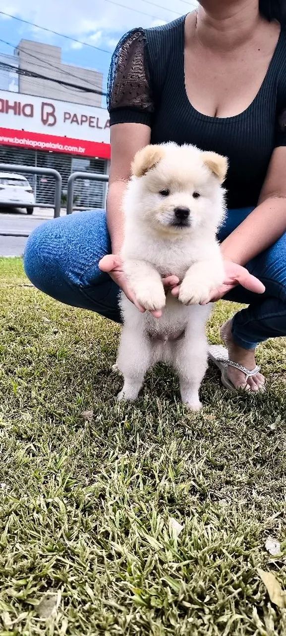 Chow Chow  - Foto 4