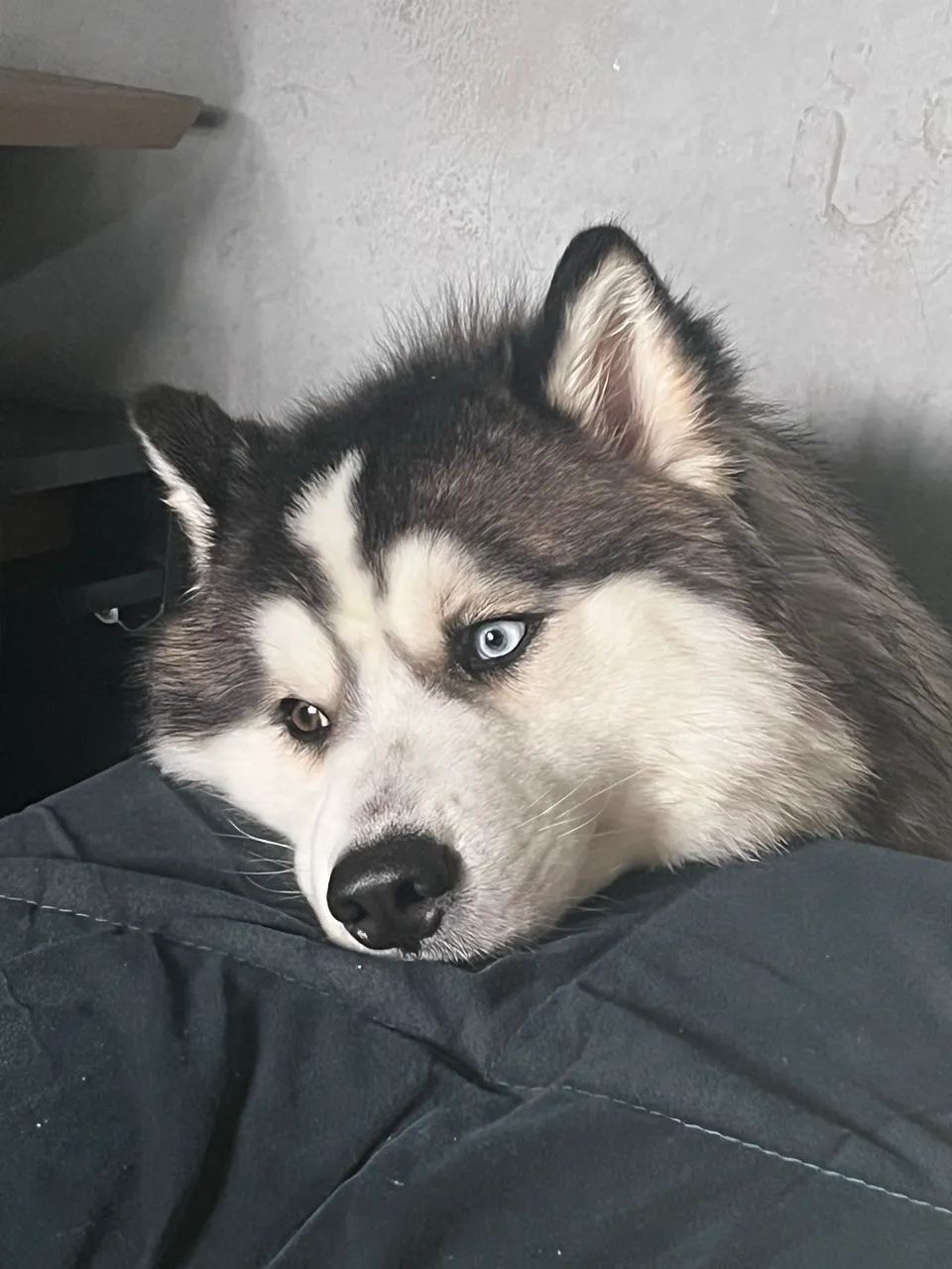 Husky siberiano  - Foto 2