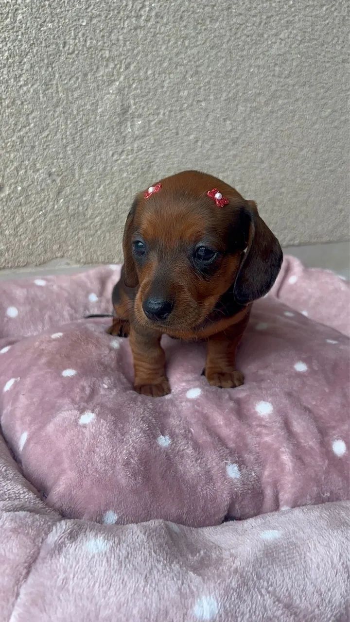 Dachshund kaninchen e mini  - Foto 3