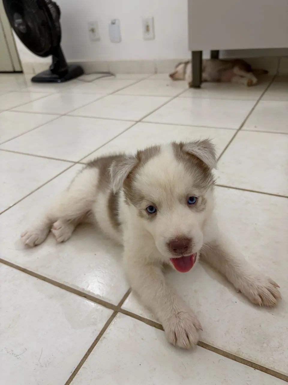 Husky siberiano  - Foto 3