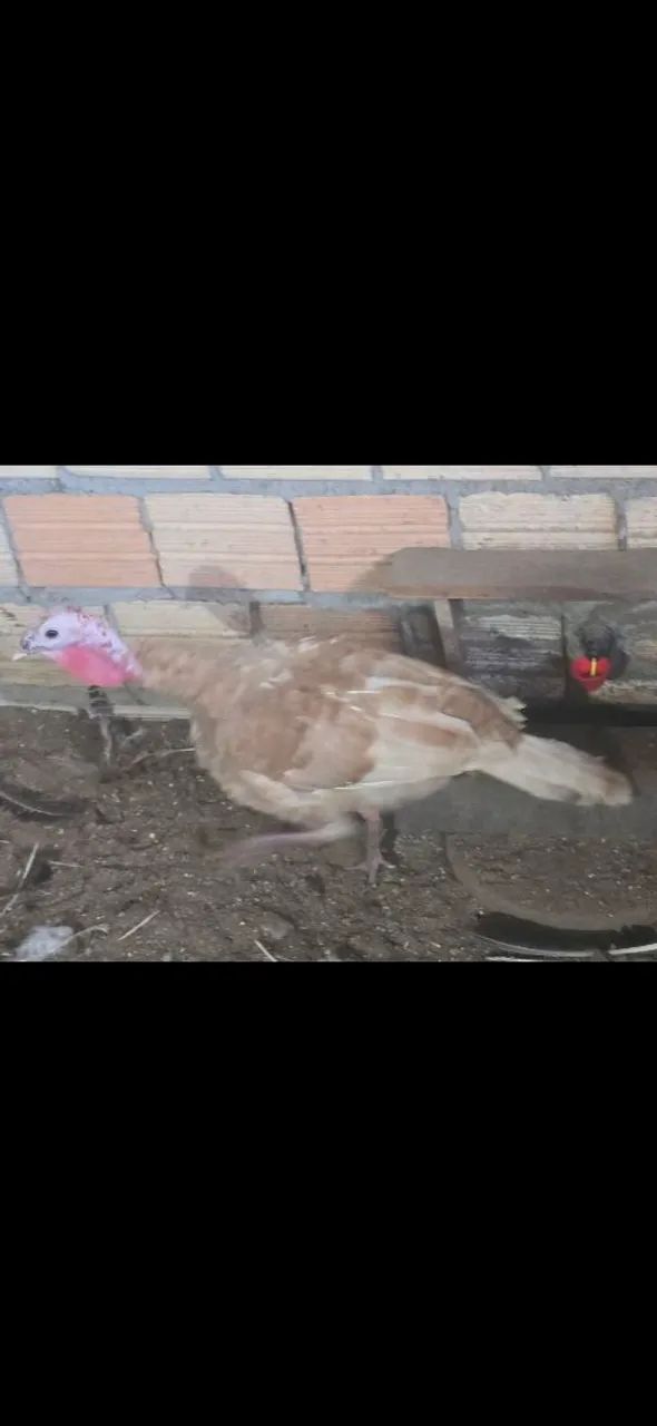 Vende se casal de peru - Foto 2