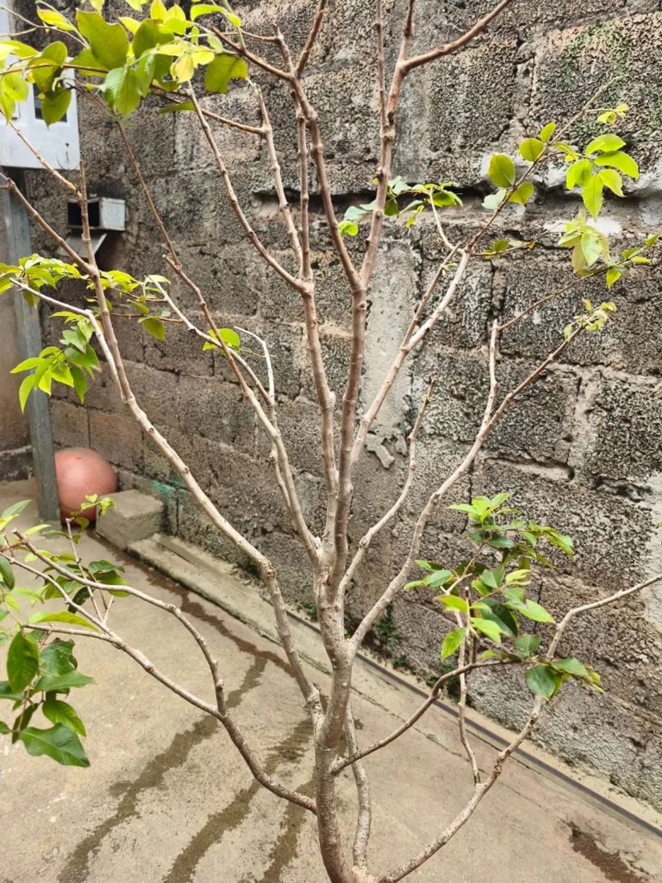 Pe de Jabuticaba - Foto 2