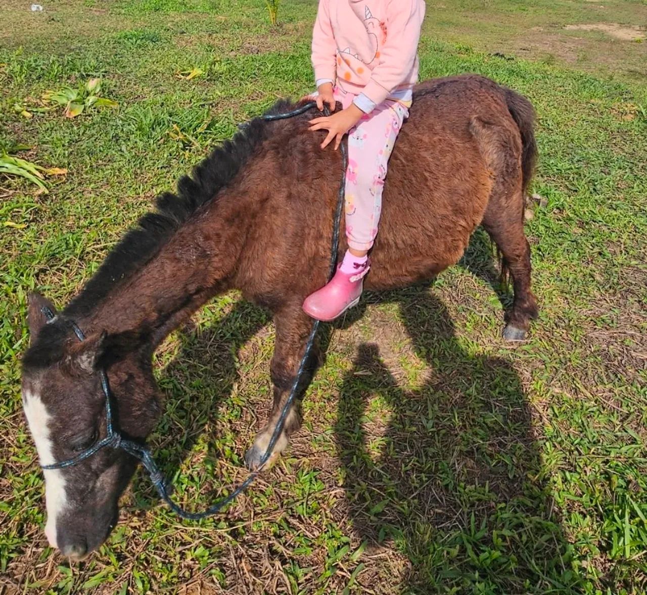 Vendo pônei fêmea  - Foto 4