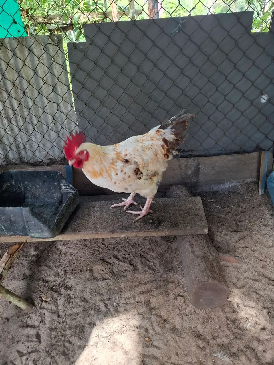 Vende-se Frango  - Foto 3
