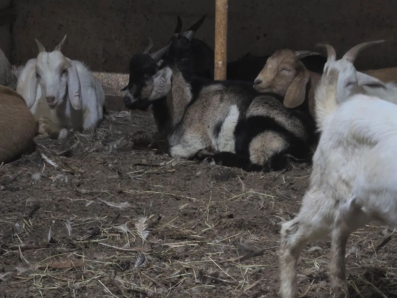 Cabrito, cabra, bode - Foto 3