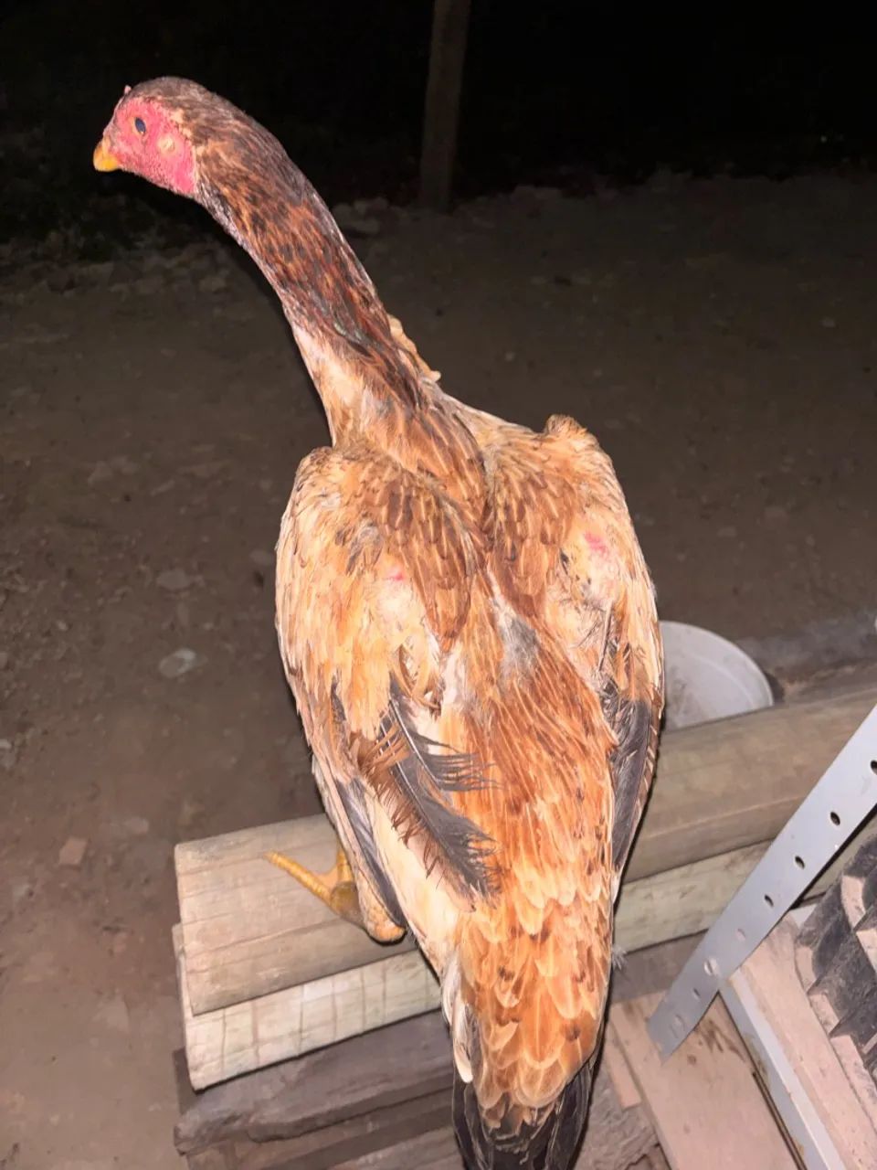 Galinhas Índia  - Foto 2