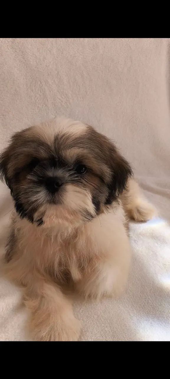 Machinho de shih-tzu 