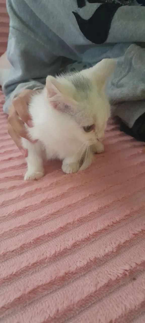 Doa se gatinhos  - Foto 4