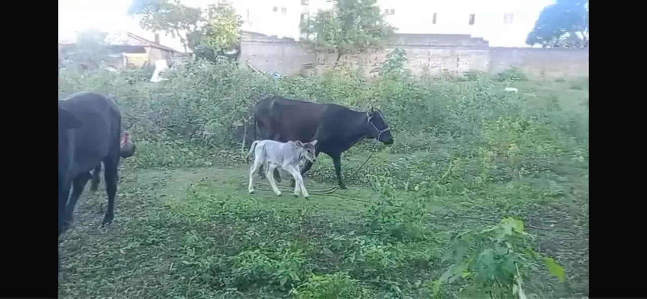 Vaca parida  - Foto 2