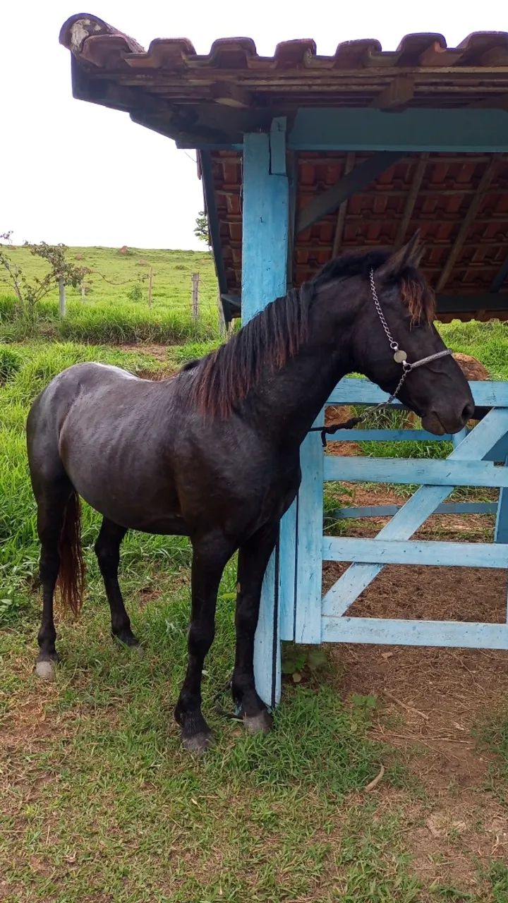 Cavalo - Foto 2