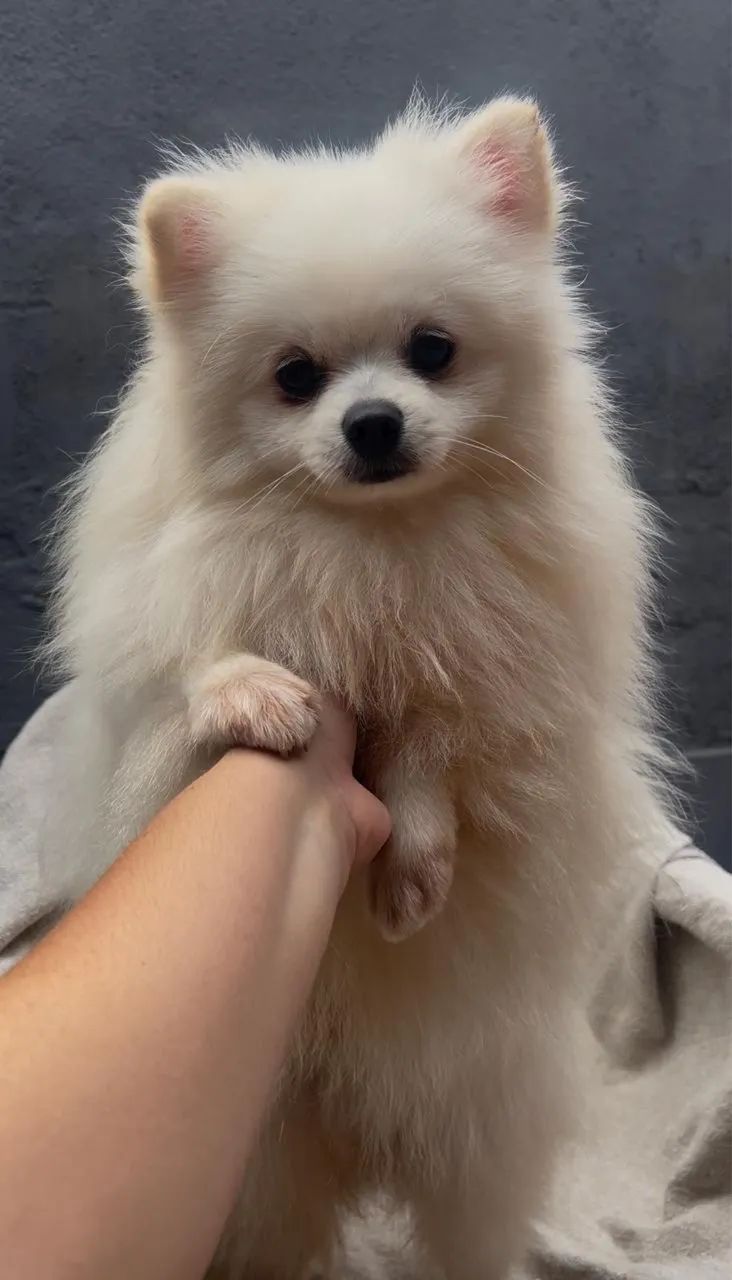 Sptiz Lulu branco com 9 meses 