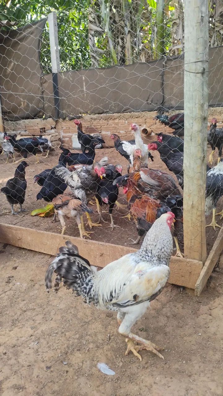 Frango e frangas caipira 