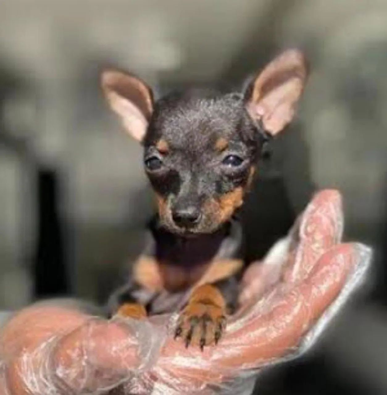 Promoção -Pinscher Minúsculos - Foto 4