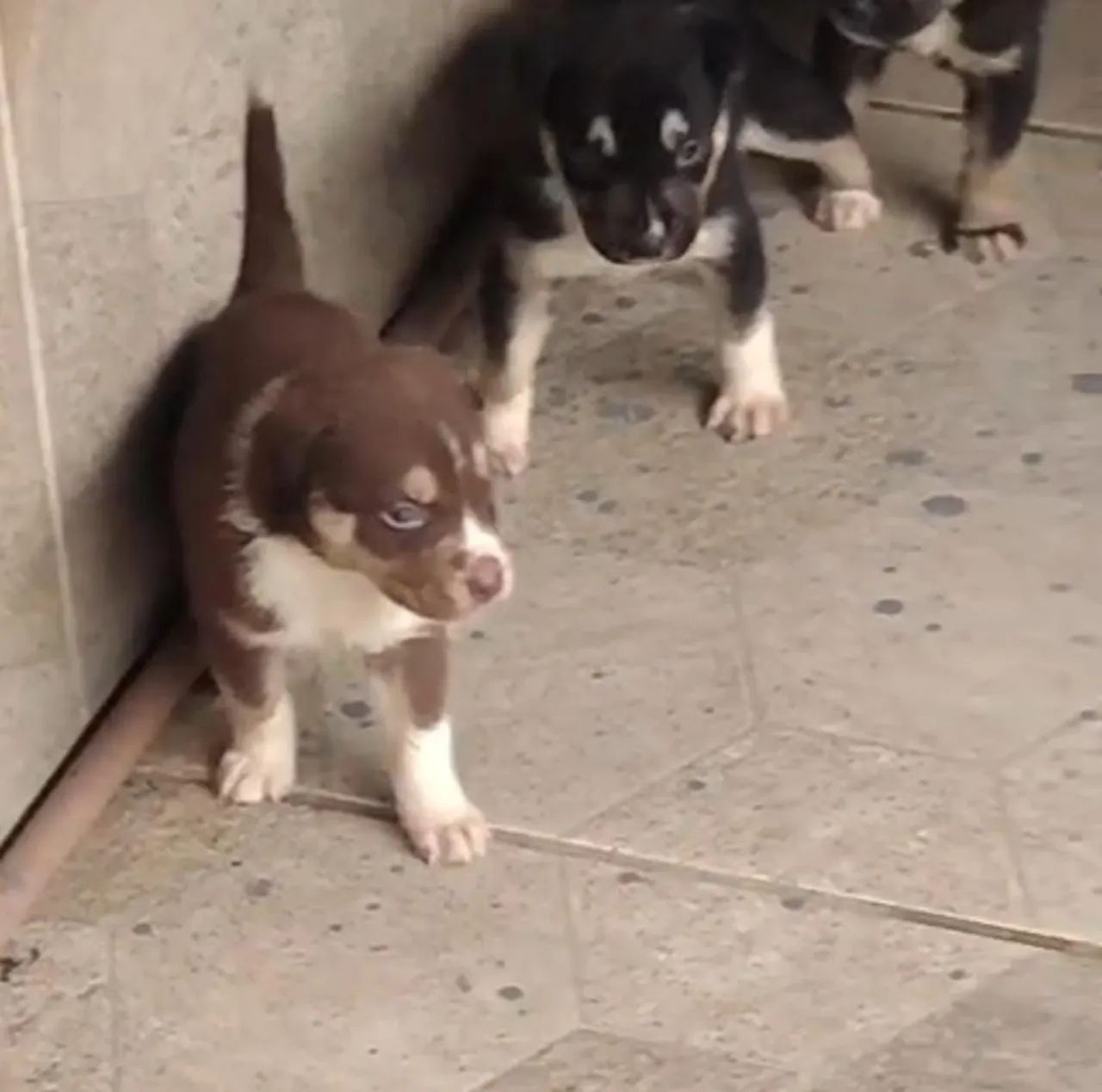 Cachorro - Foto 2