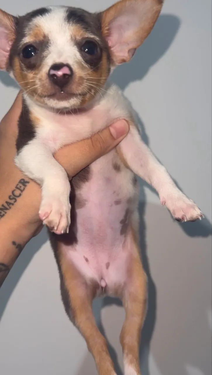 Pinscher fêmea zero - Foto 4