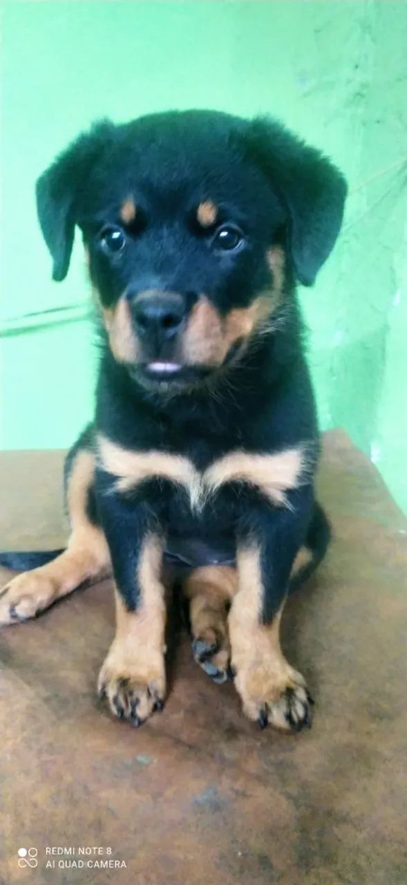 Cachorro ?