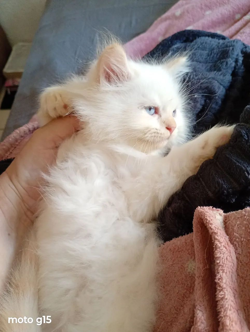 Gato - Foto 2