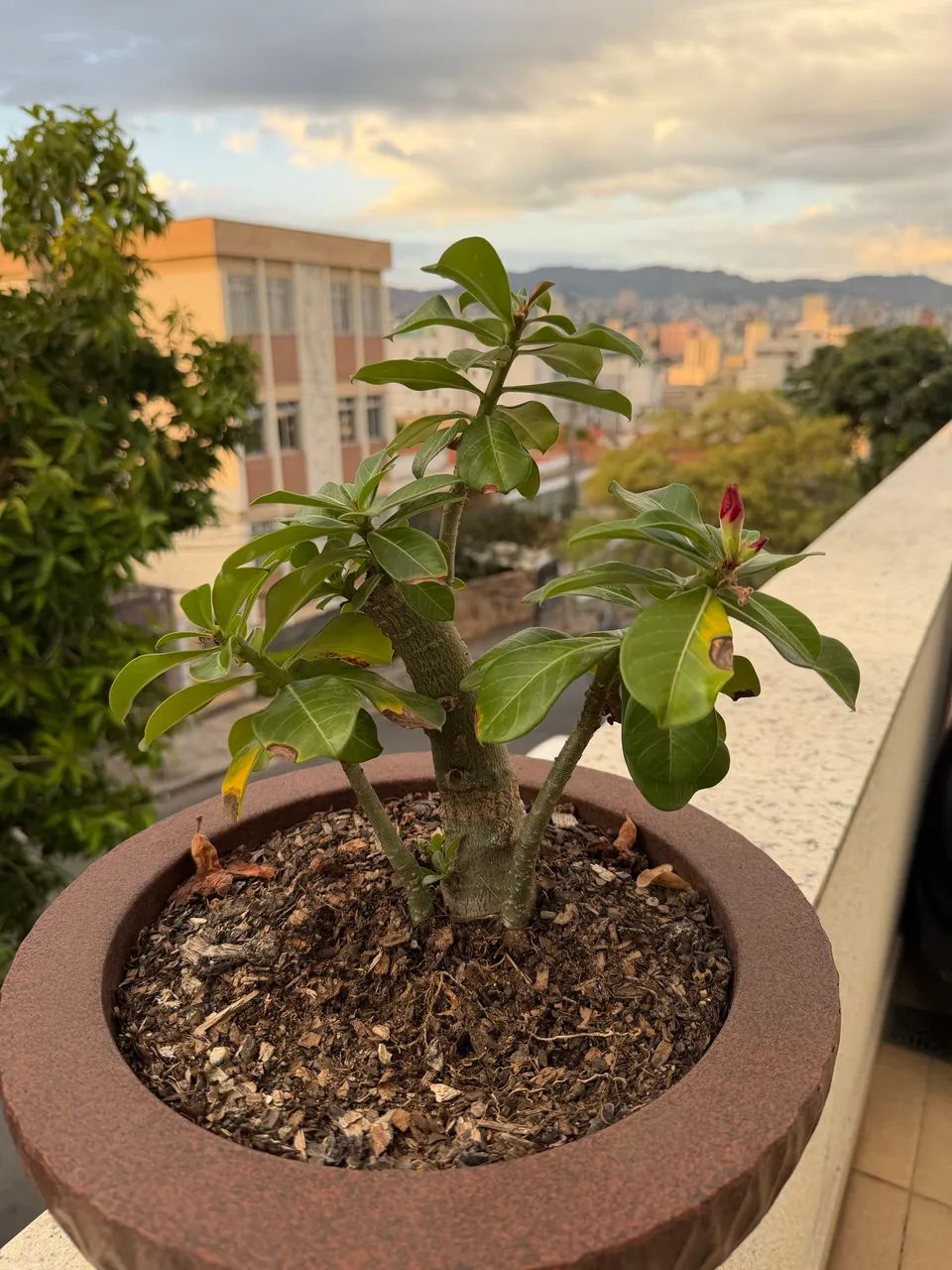 Rosa do deserto  - Foto 2
