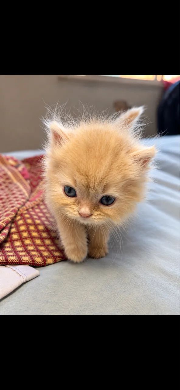 Gato persa  - Foto 2