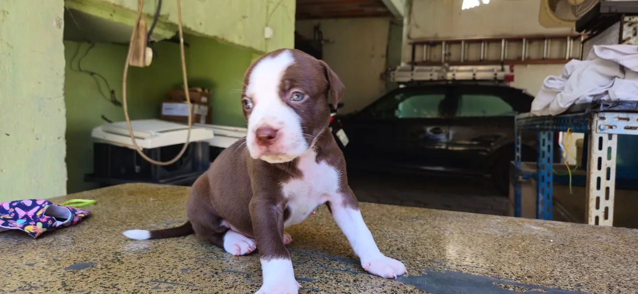 Filhotes de pitbull