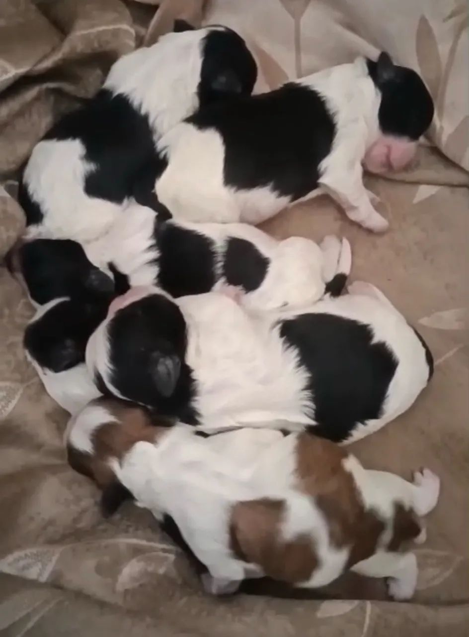 Shihtzu  - Foto 3