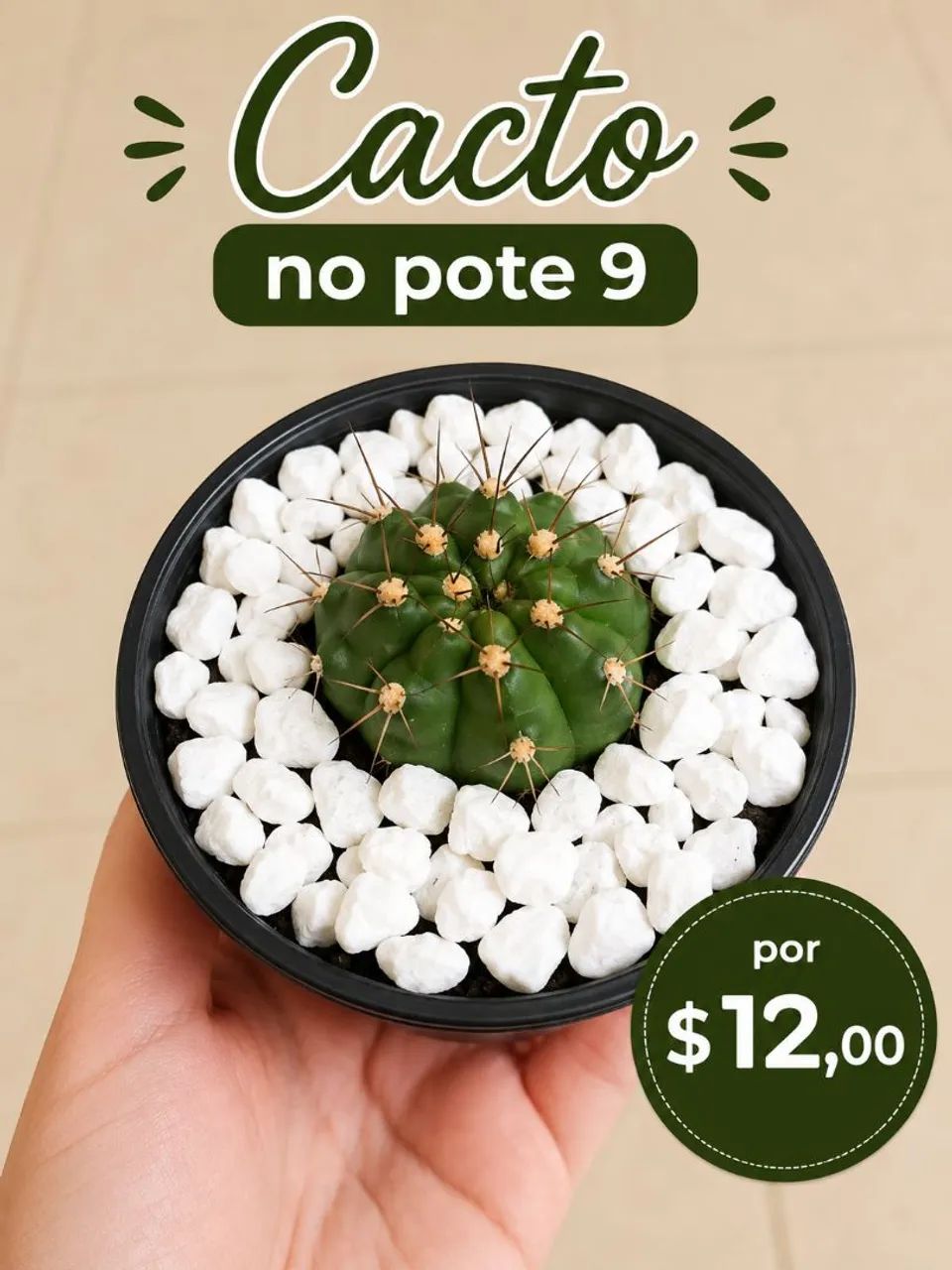 Cactos  - Foto 2