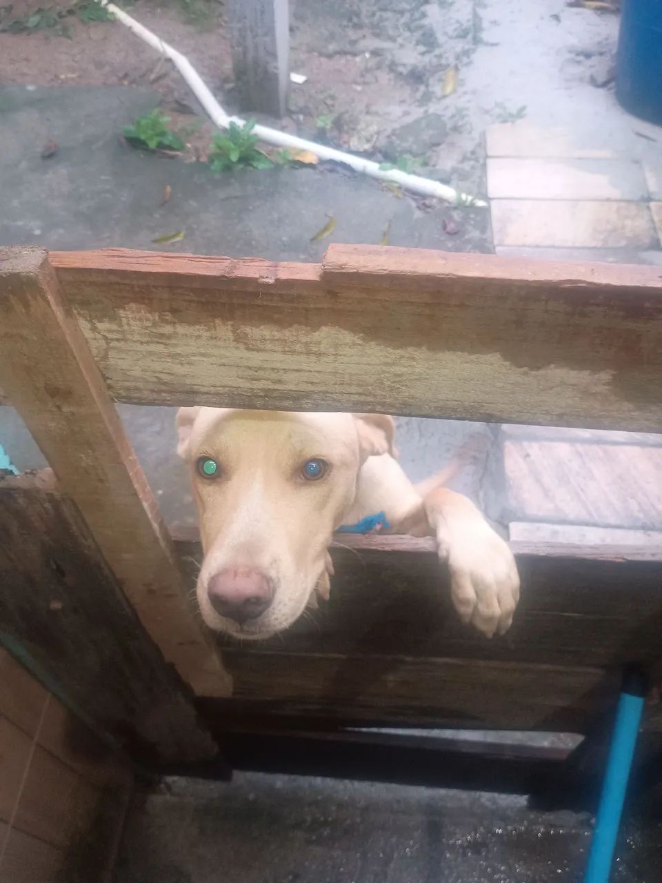 Estou doando um cachorro 