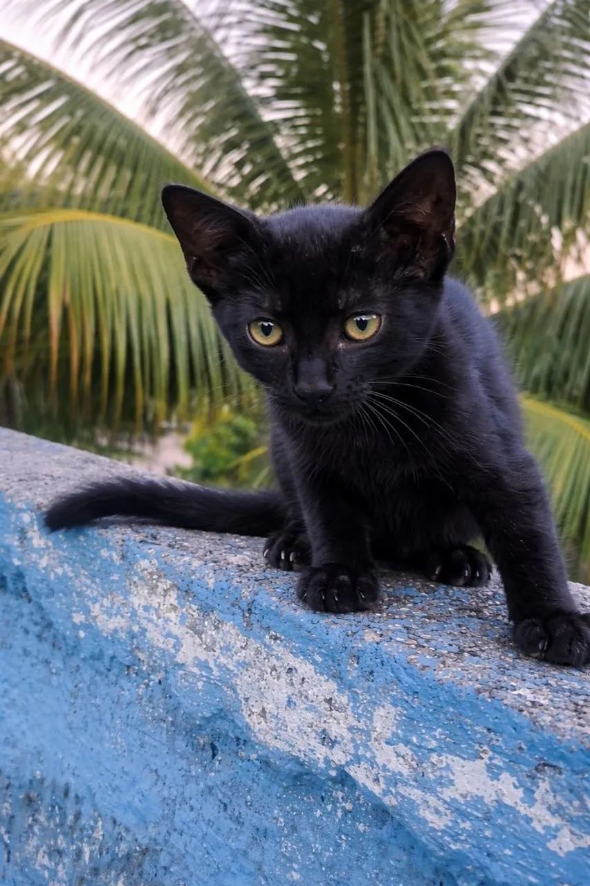 Doação De Gatinhos