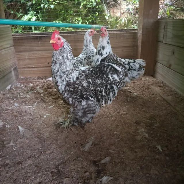 Terno Mini Cochin Mottled - Foto 3
