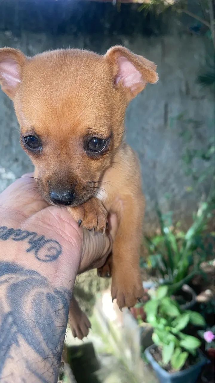 Pinscher Macho  - Foto 2