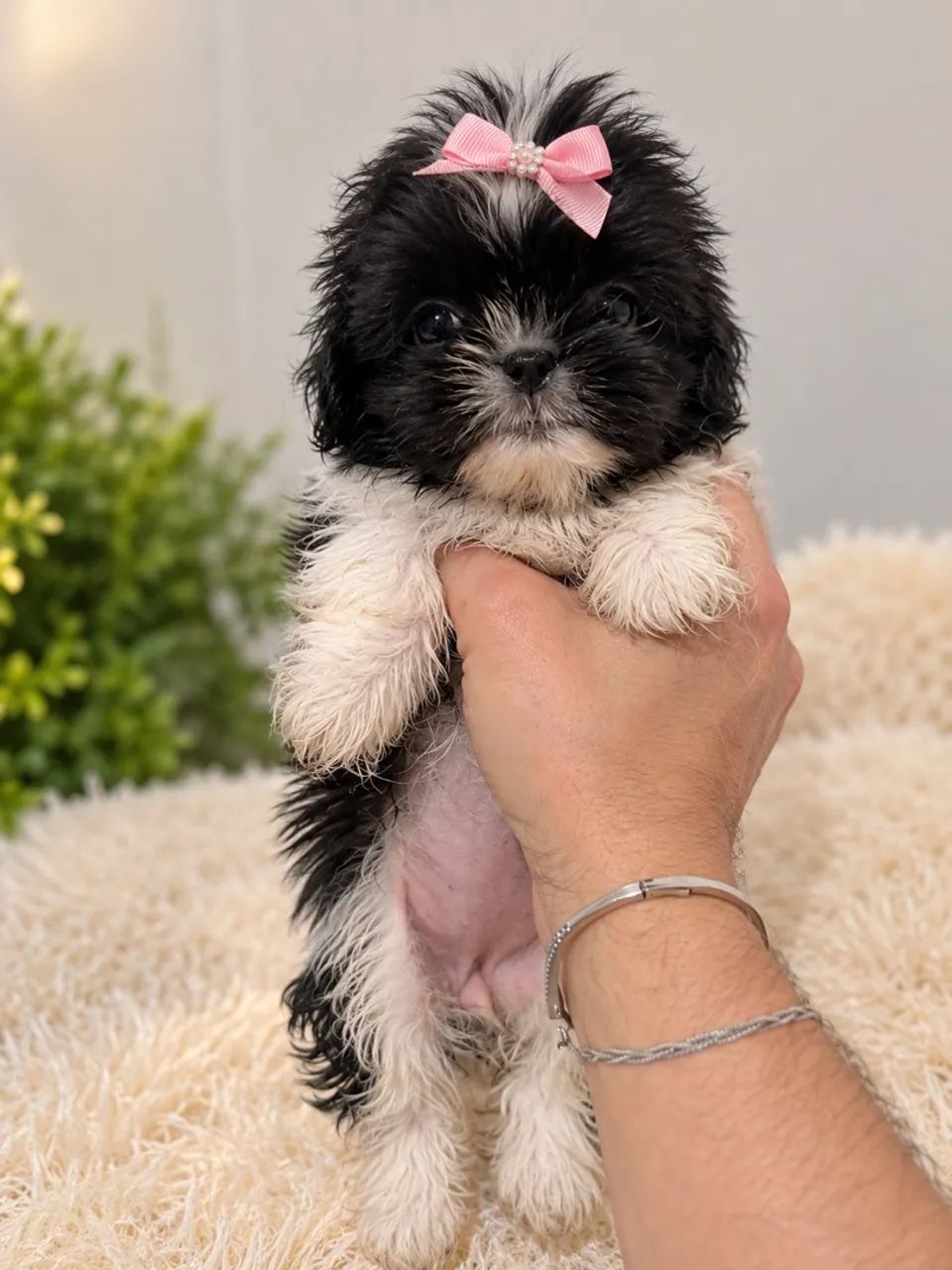 Cachorro - Foto 2