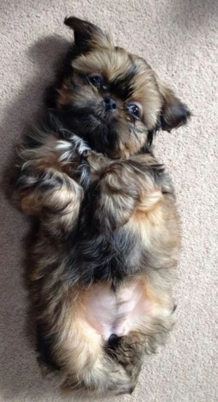 Shih Tzu  - Foto 4