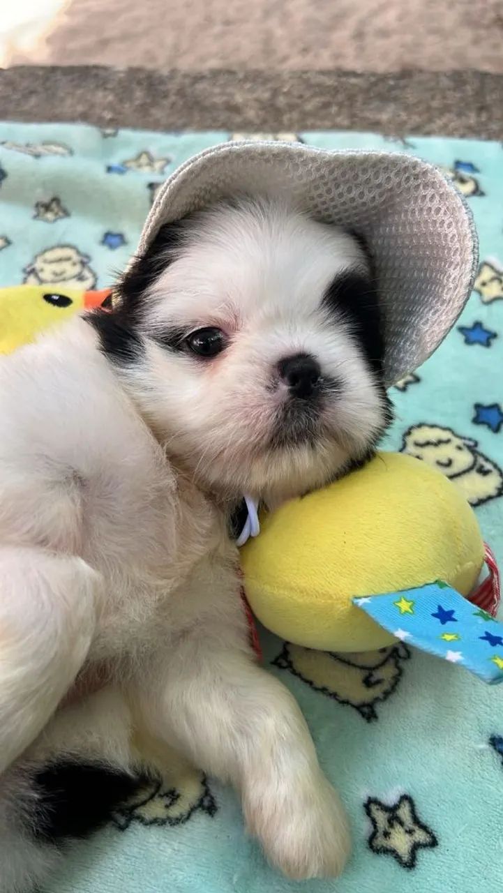 Shihtzu fêmea e macho  - Foto 2