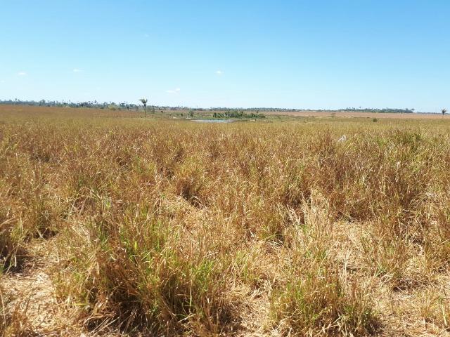 Fazenda de 220 alqueire em Novo Mundo -MT - Foto 11