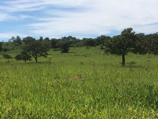 Fazenda 70 alqueires em Anicuns muito boa!!! - Foto 11