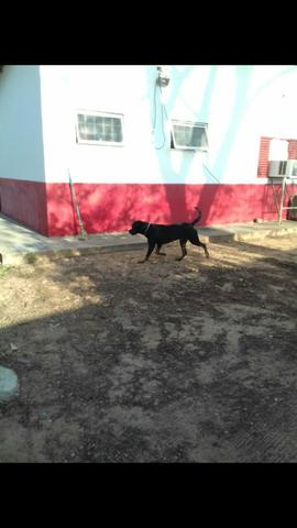Procuro Namorada Rottweiler Pura - Foto 3