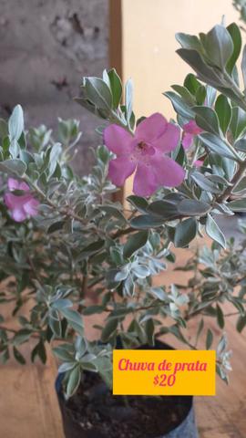Plantas ornamentais e rosas do deserto - Foto 3