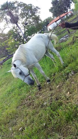 Vendo cavalo meio sangue - Foto 5